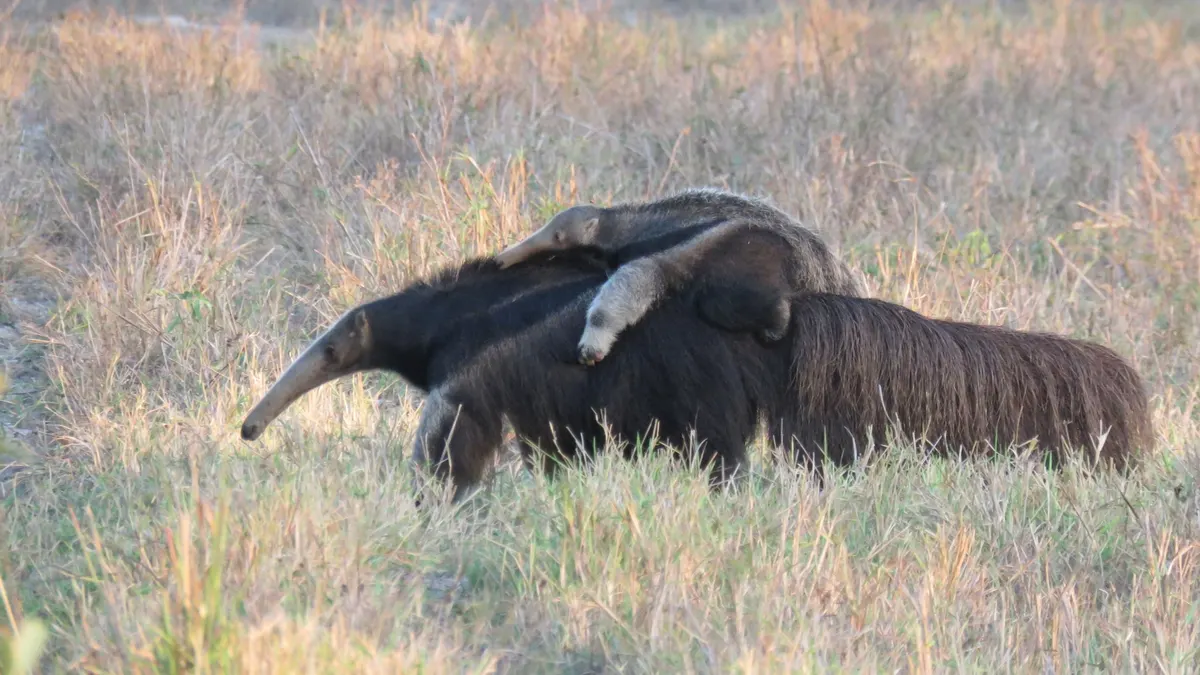 Baby giant anteater riding on its mother's back in grassland