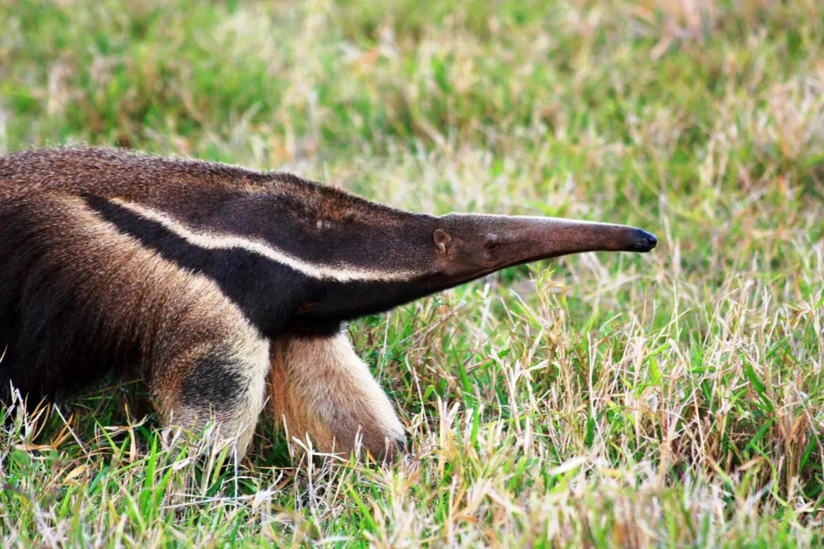 Close-up of a giant anteater's head and long tube-shaped snout
