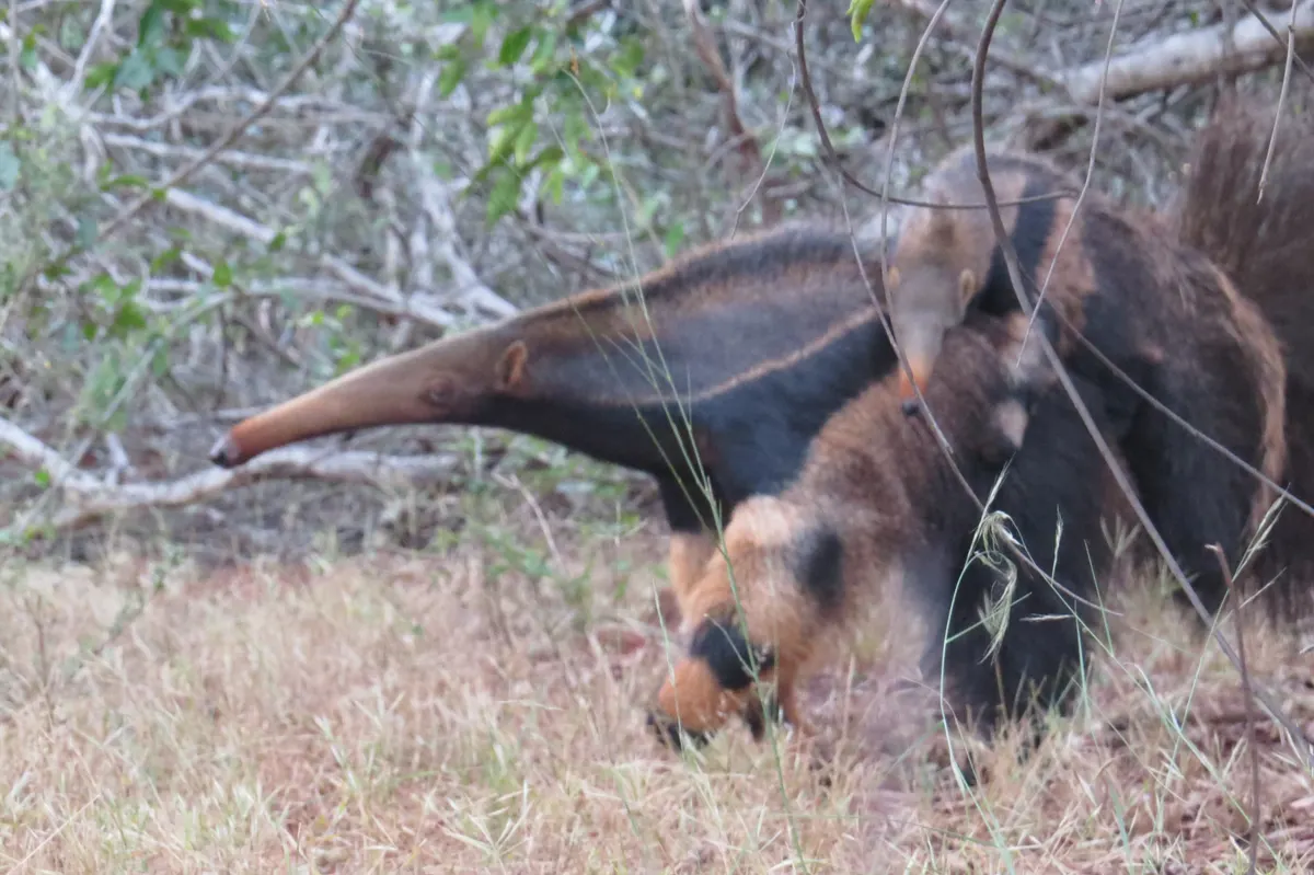 Giant anteater pup clinging to its mother's back in dry grass