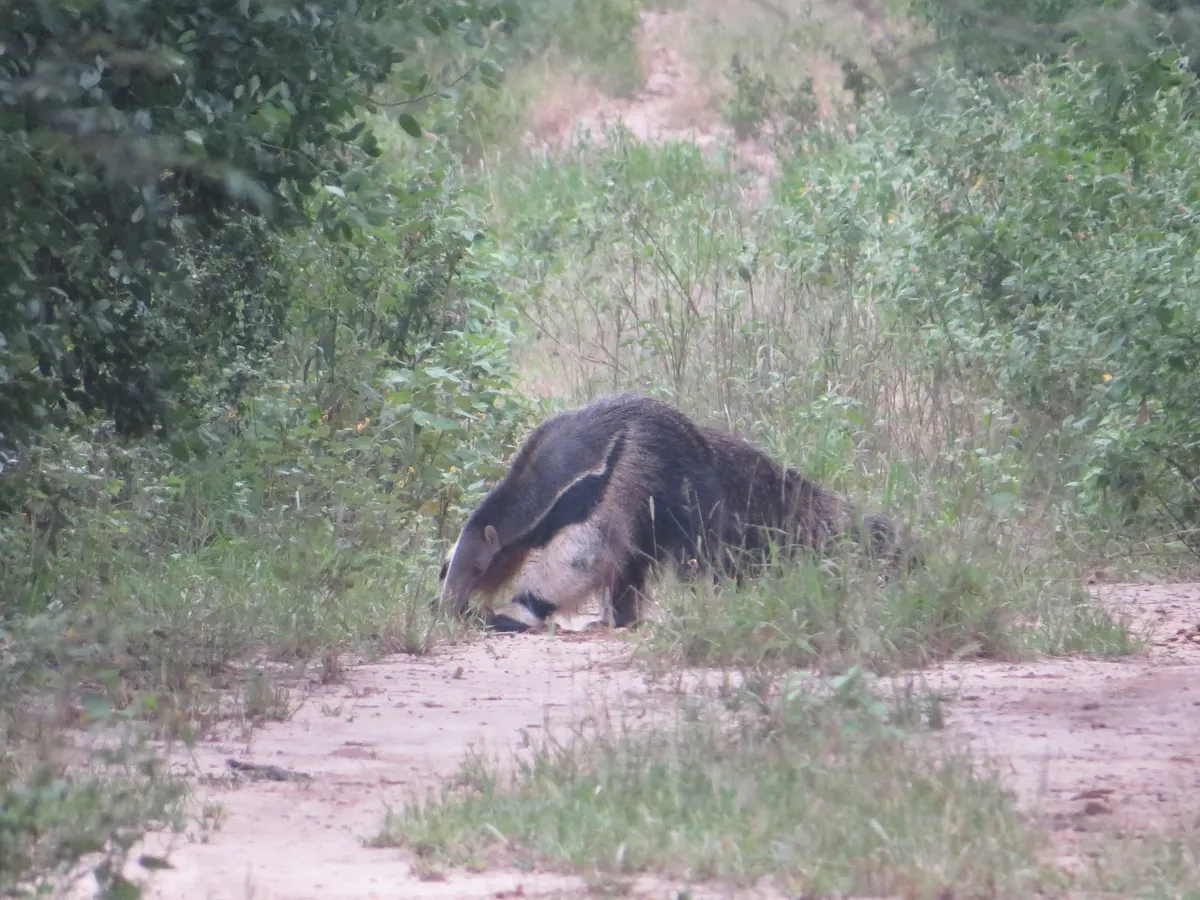 Giant anteater with its snout lowered to the ground while foraging on a trail