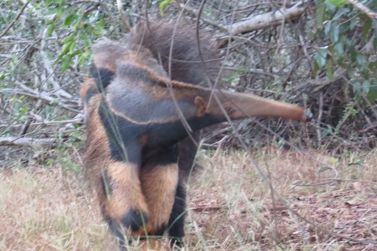 Mother giant anteater walking while carrying her pup on her back