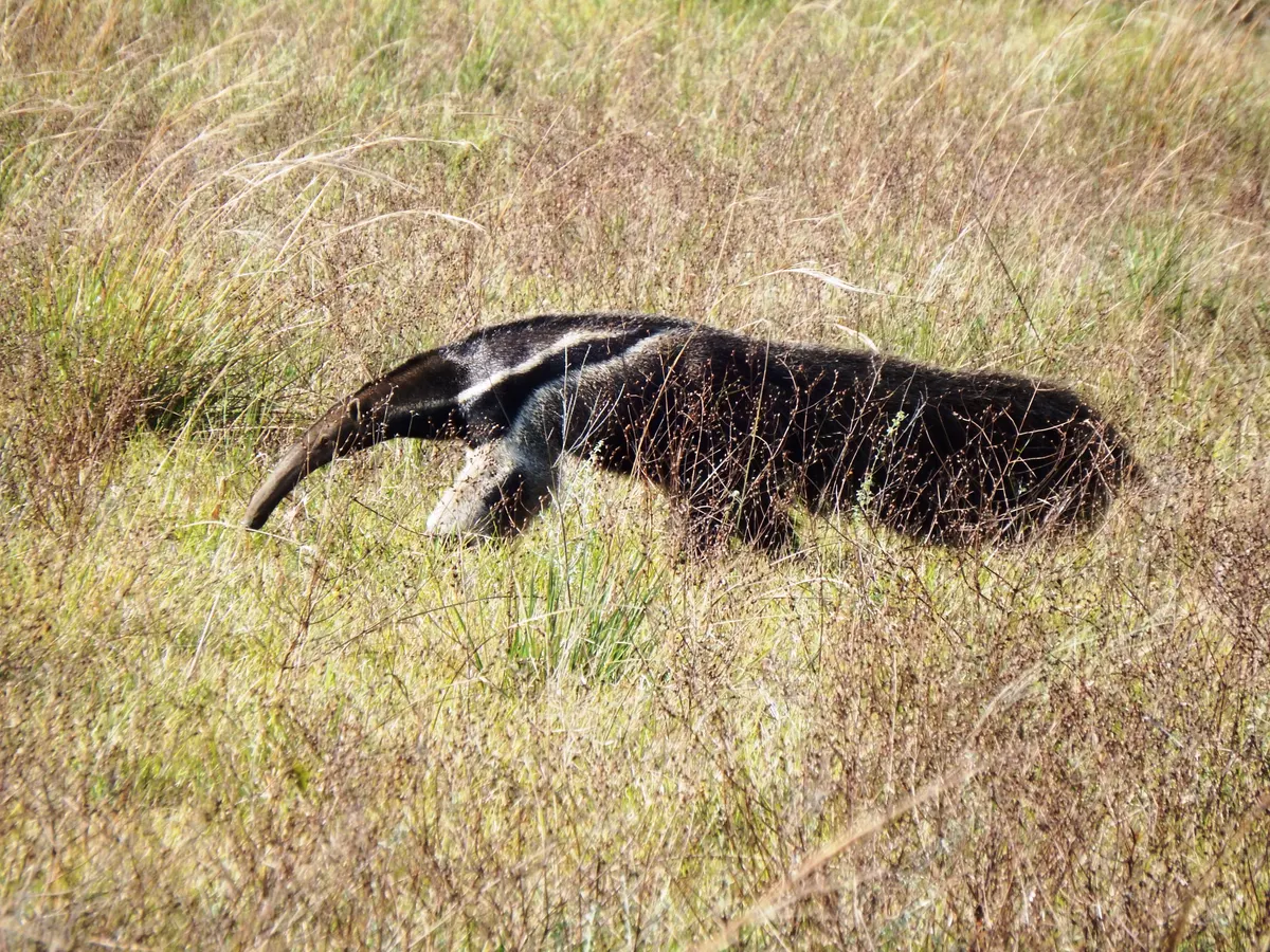 Giant anteater moving through tall dry grass on the savanna