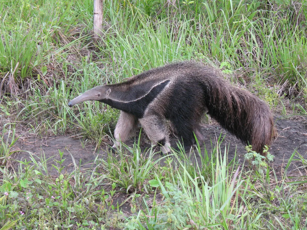 Giant anteater crossing open grassland in the Pantanal