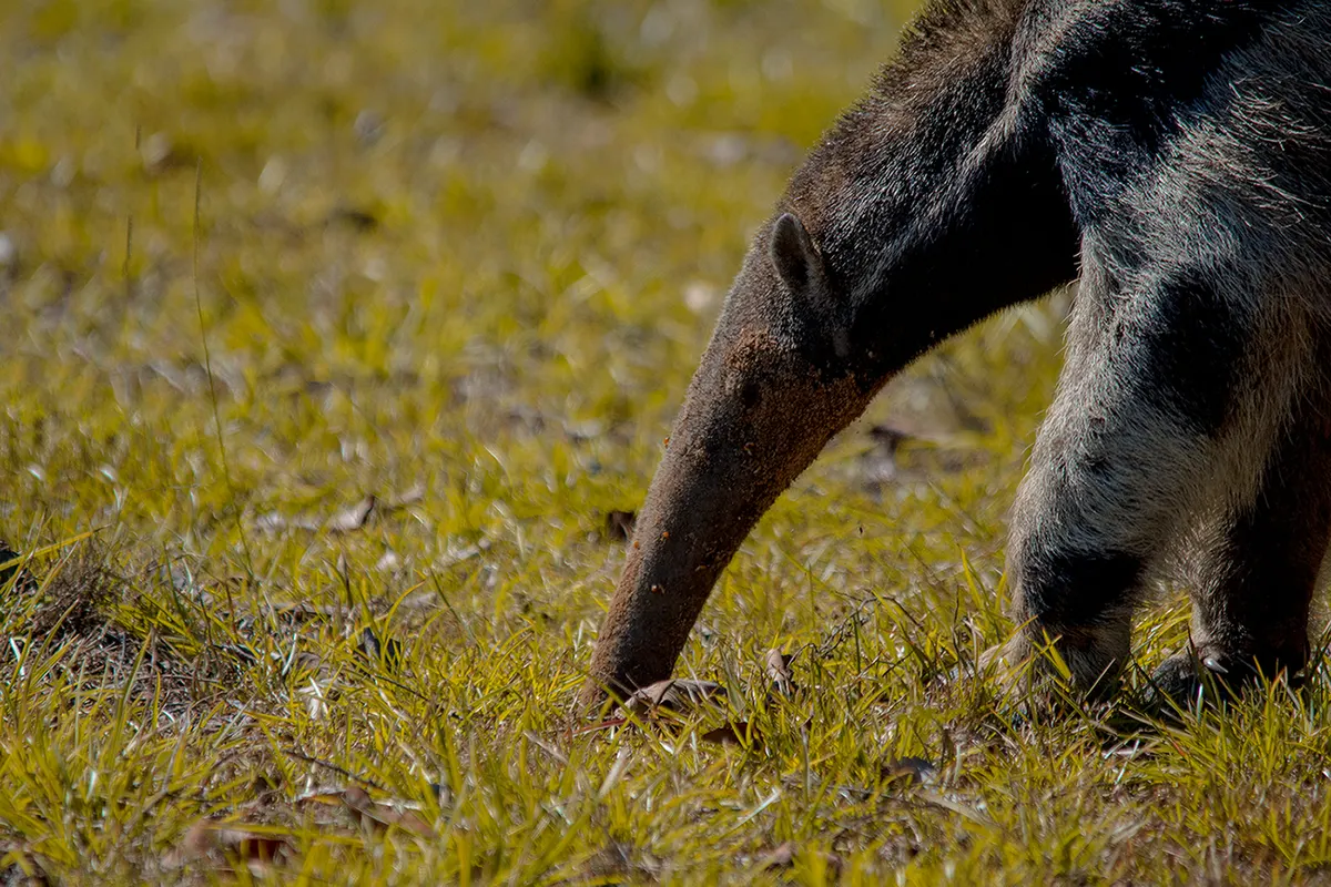 Close-up of a giant anteater pressing its long snout to the ground to feed
