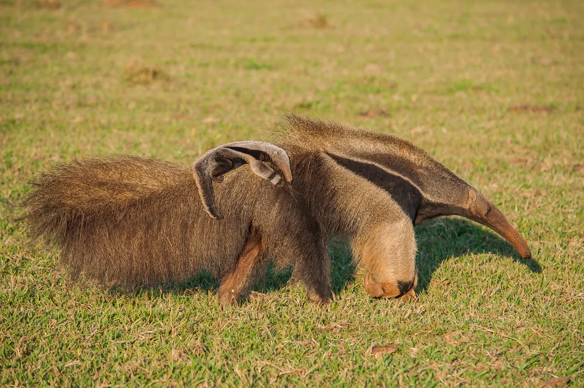 Mother giant anteater carrying her pup on her back across open grass