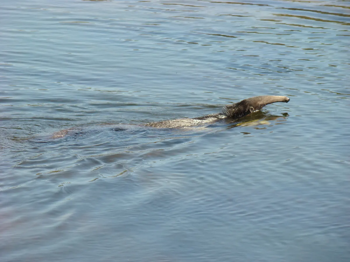 Giant anteater swimming across a river with its snout above the water