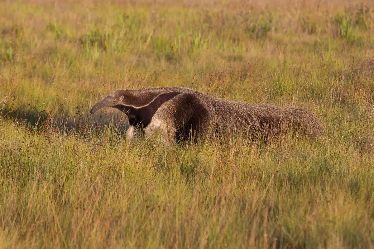 Giant anteater in tall golden grass on an open grassland