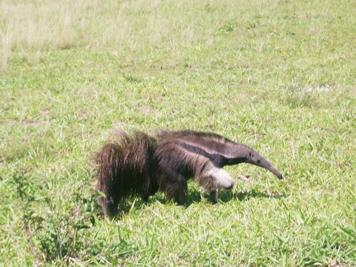 Giant anteater foraging across a green Pantanal grassland