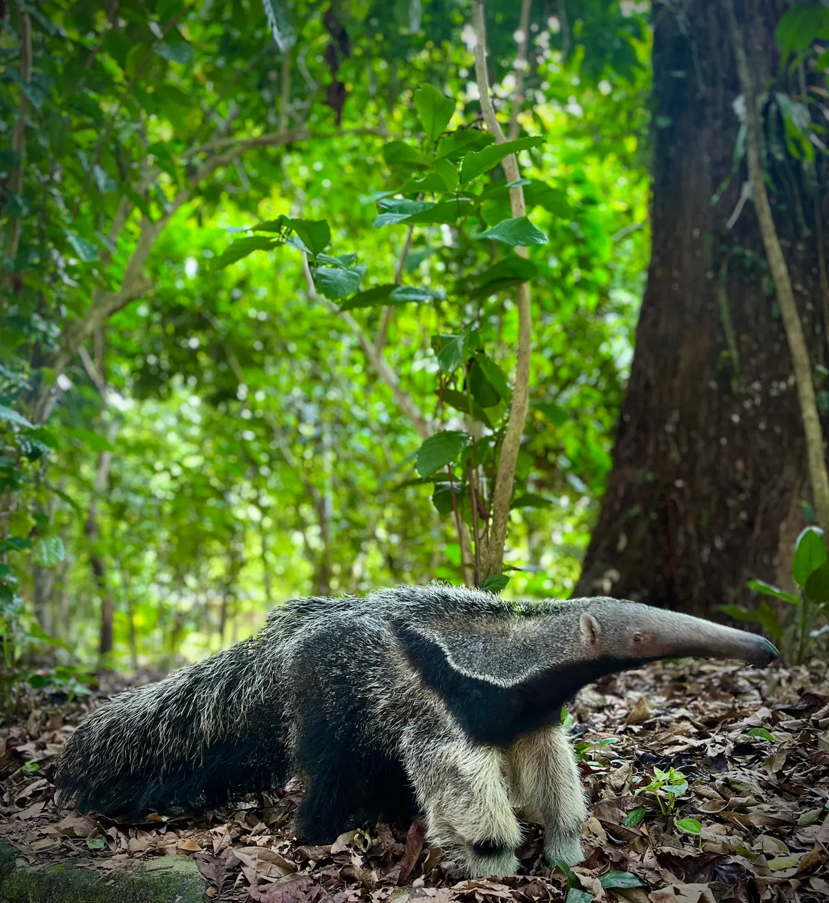 Full body of a giant anteater walking through a forest clearing
