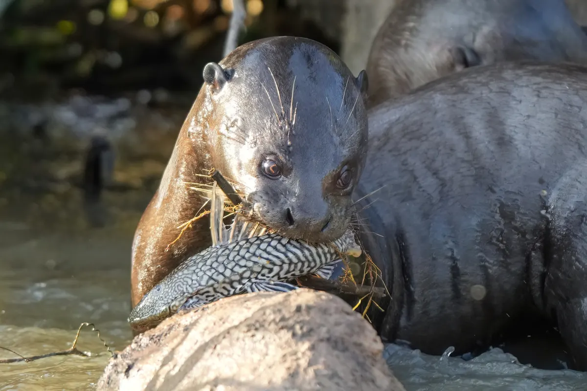 Giant otter feeding on a large armoured catfish