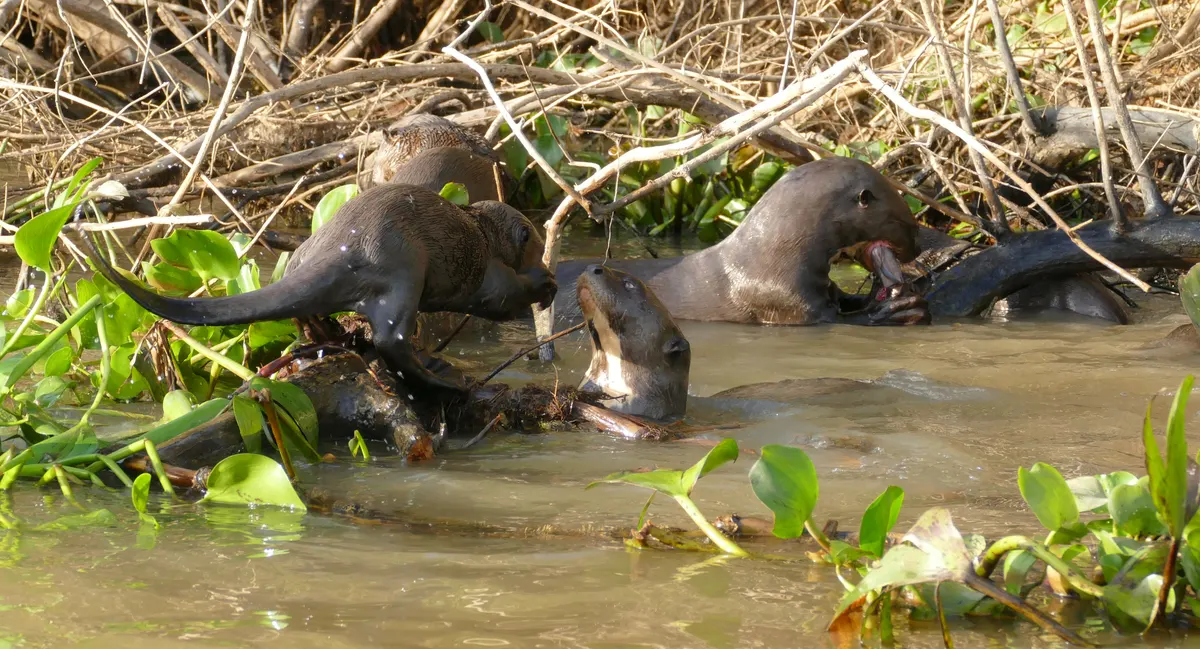 Several giant otters resting together on a bank