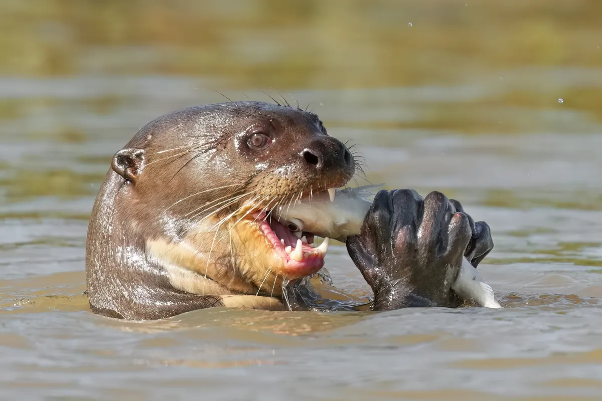 Giant otter in a river holding a fish