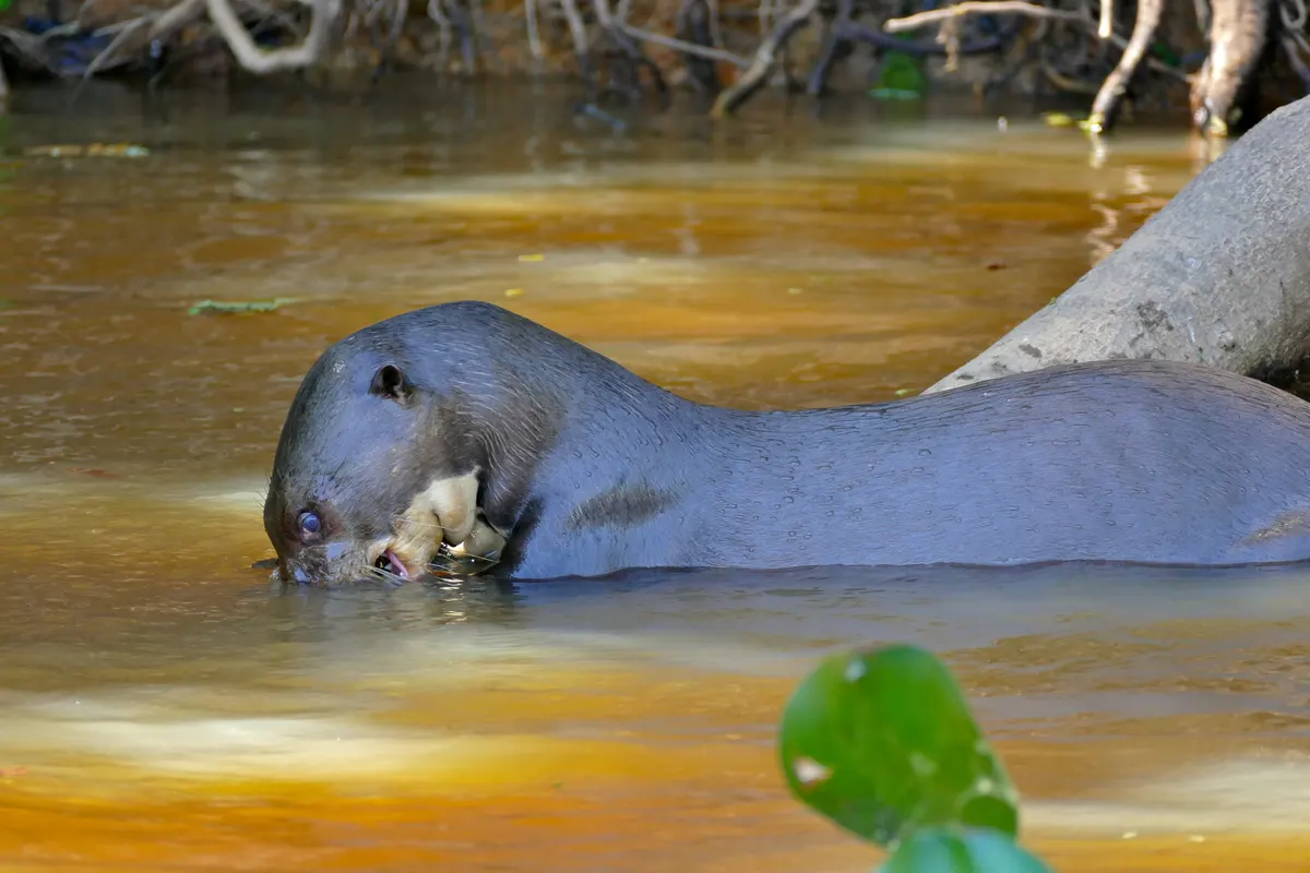Giant otter swimming in dark water