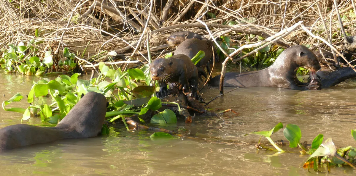 Mustelidae Animals