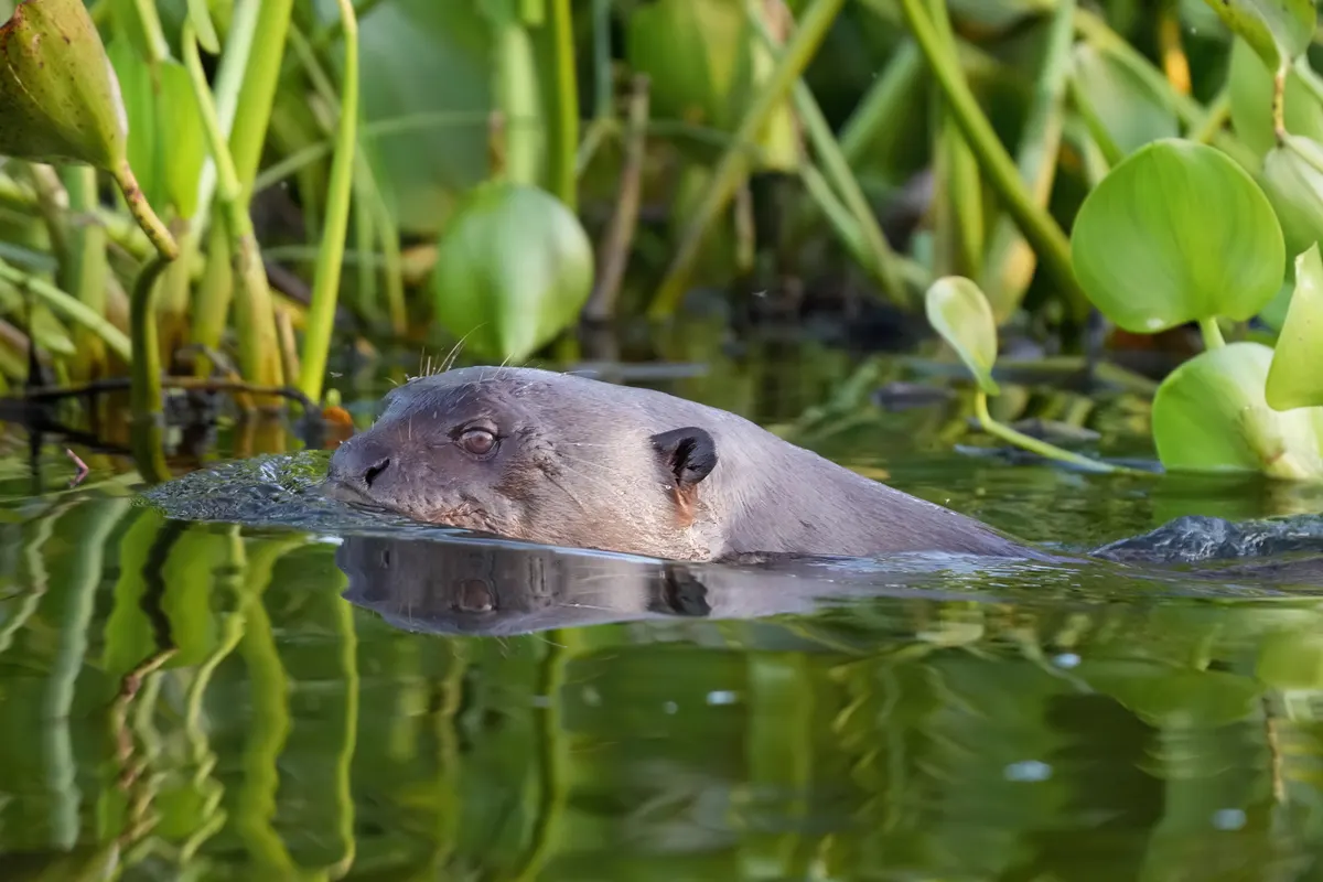 Giant otter swimming with its head above the water