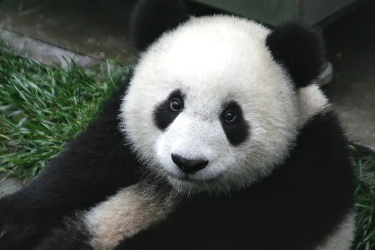 Seven-month-old giant panda cub at Wolong Nature Reserve in Sichuan, China