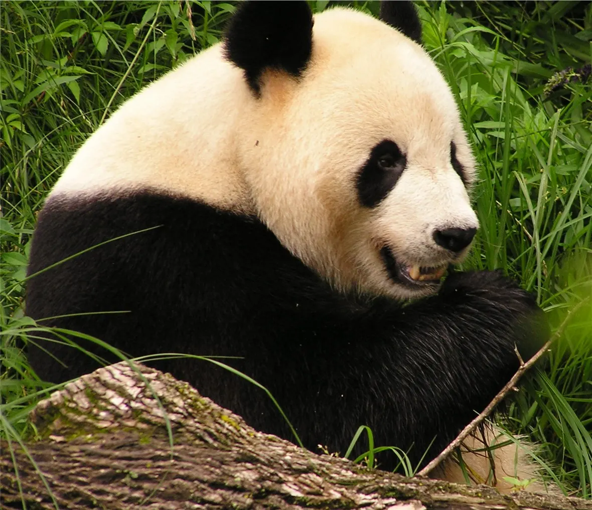 Close-up of a giant panda face with black eye patches and white fur