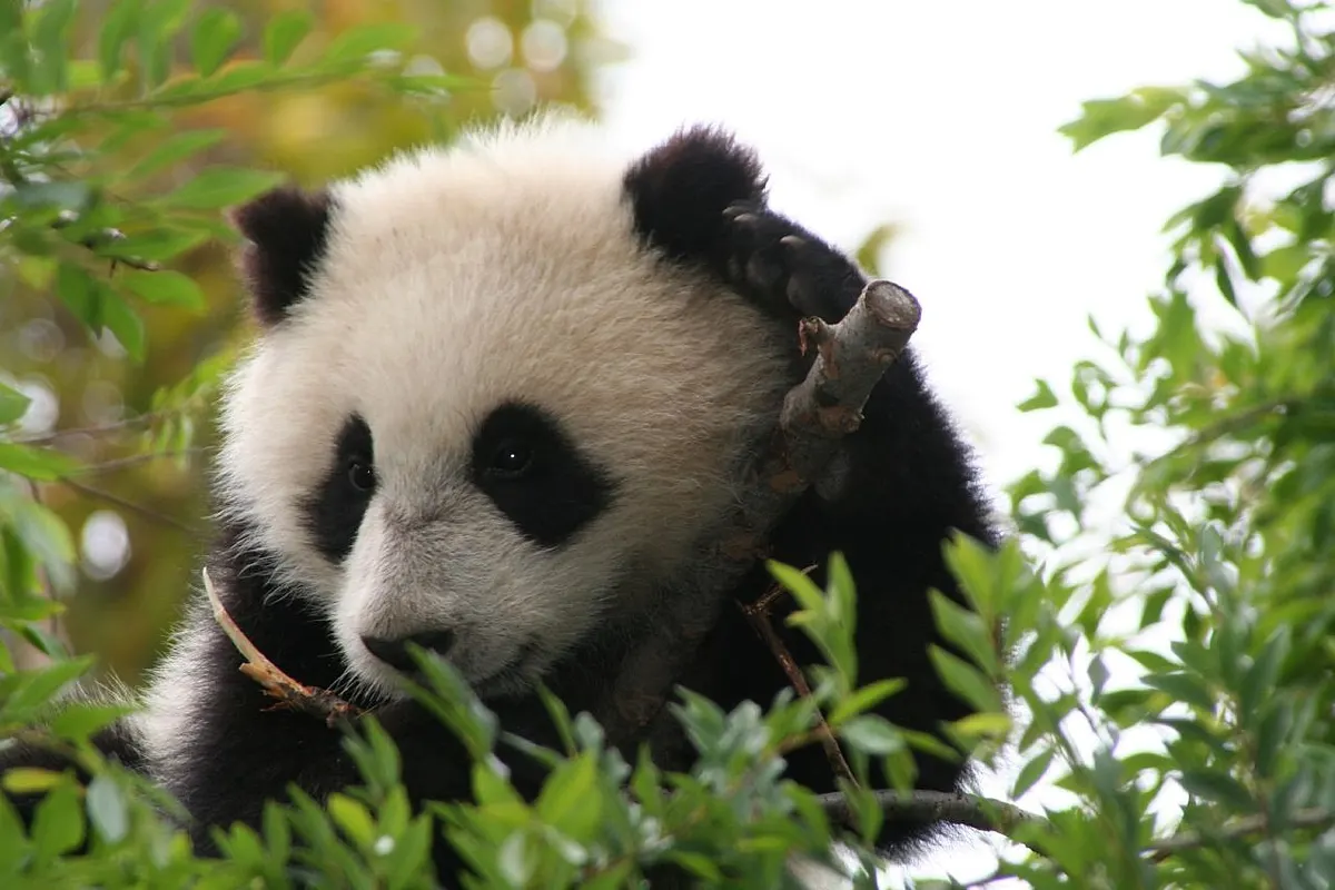 Giant panda cub exploring bamboo forest