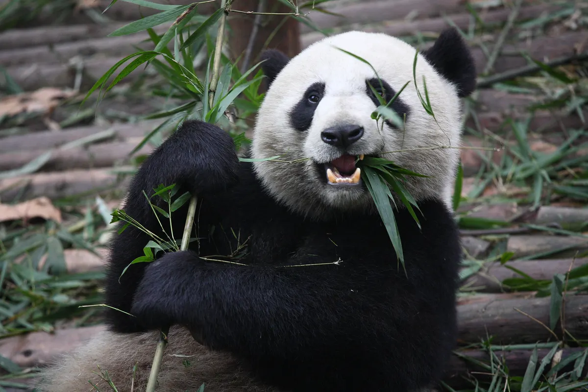 Giant panda chewing bamboo with paws holding stalk