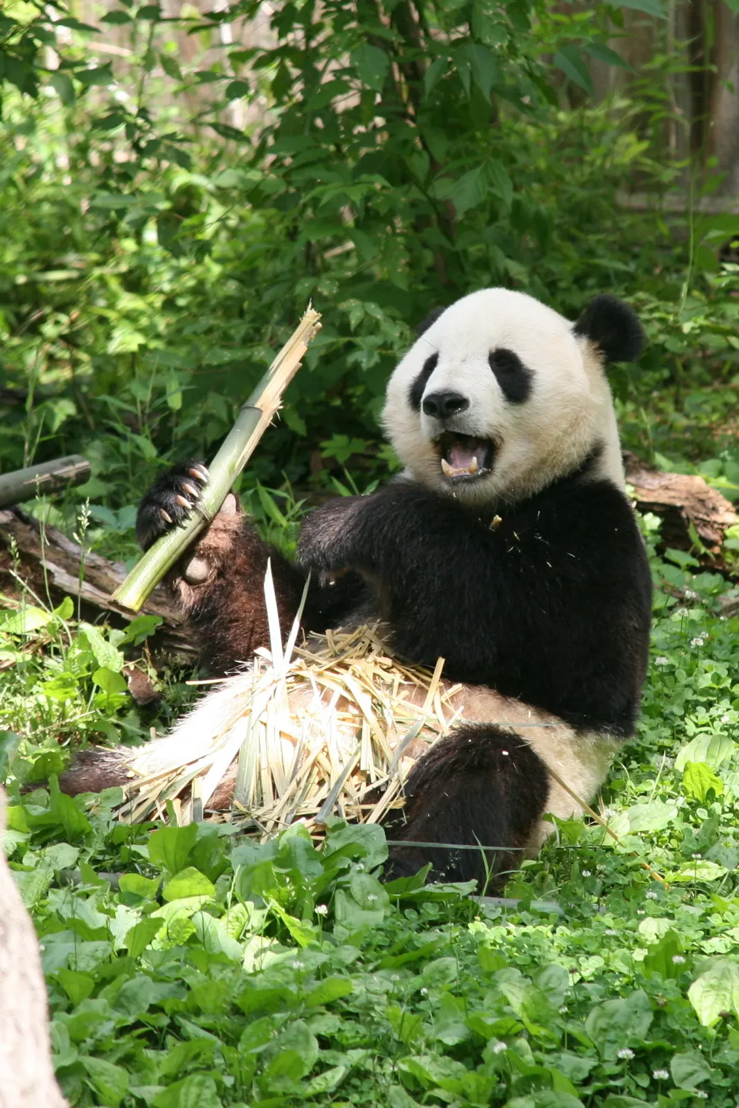 Giant panda in cool mountain bamboo forest habitat