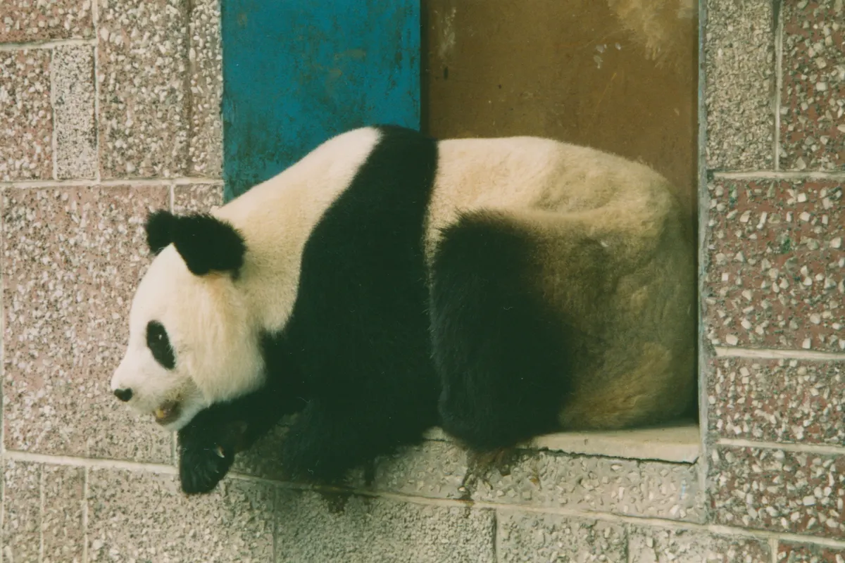 Giant panda in bamboo-rich mountain forest in central China