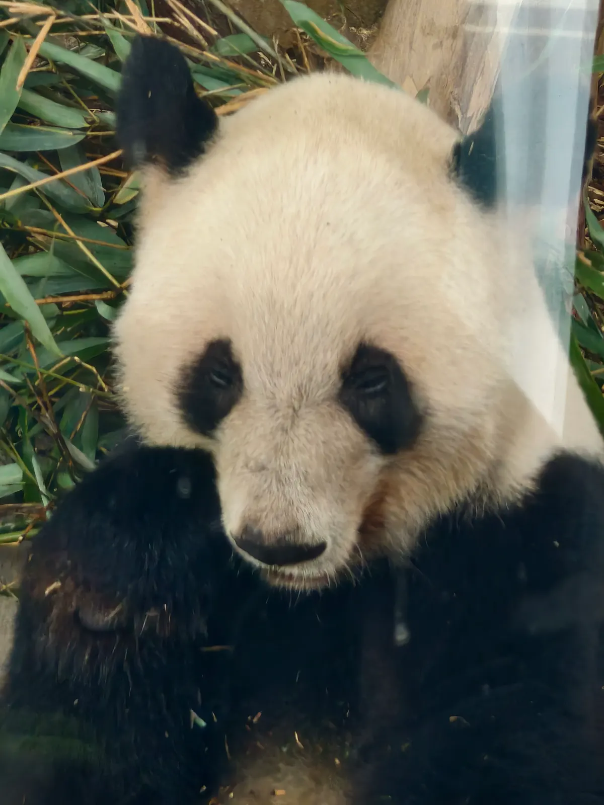 Giant panda sitting and chewing fresh bamboo shoots