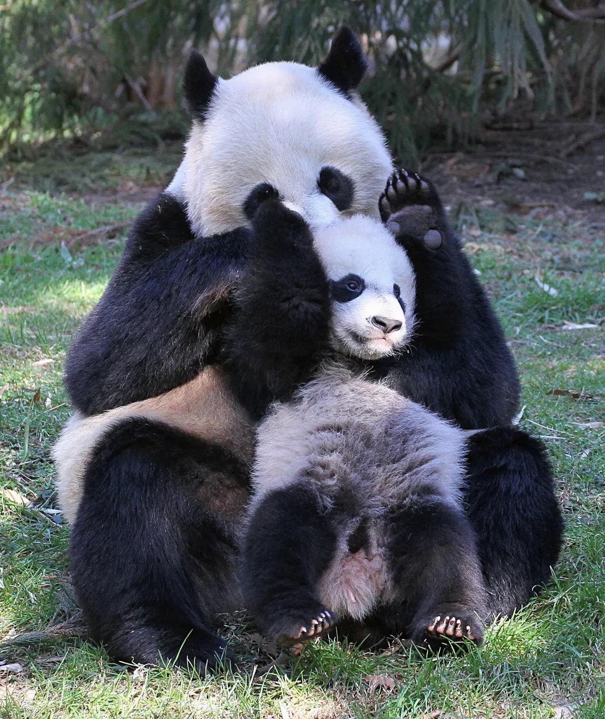 Mother giant panda playing with her cub on grass