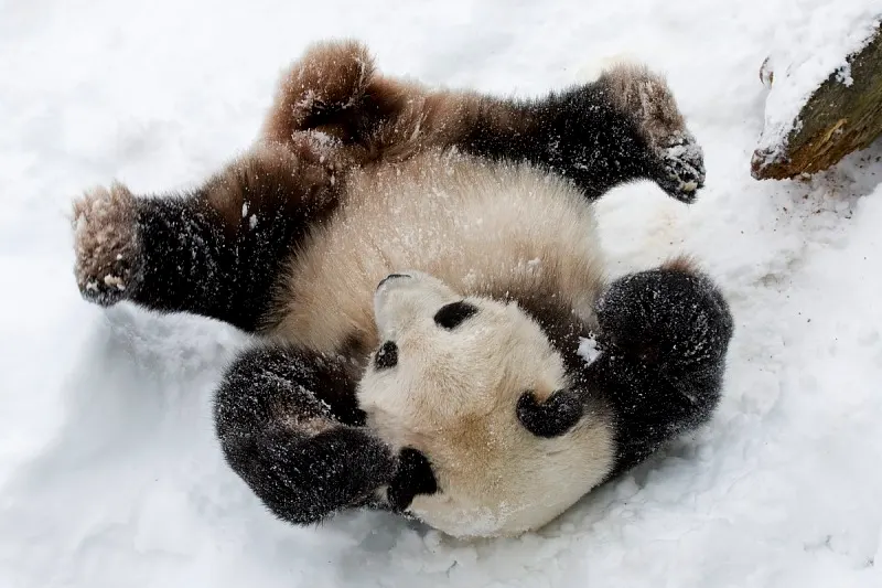 Giant panda rolling and playing in fresh snow