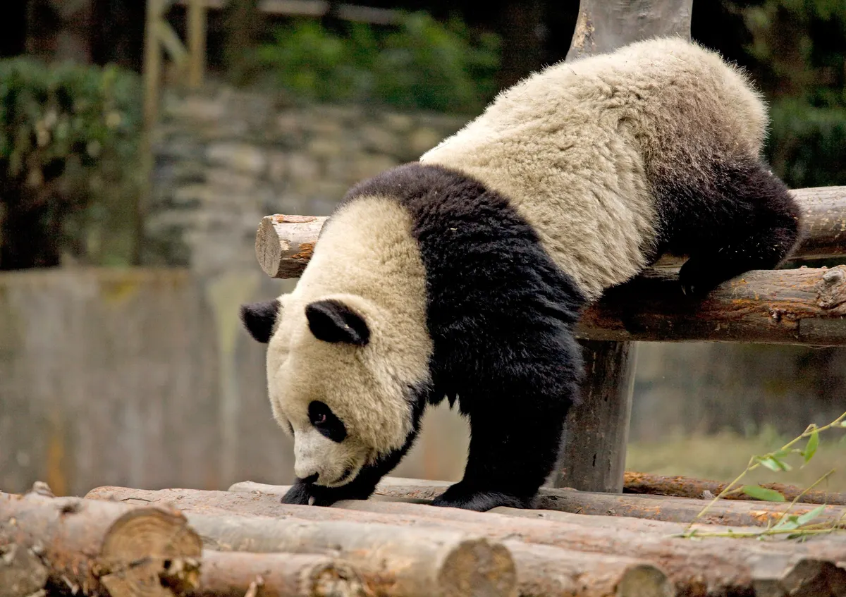 Giant pandas in bamboo forest habitat at Wolong Nature Reserve, Sichuan, China