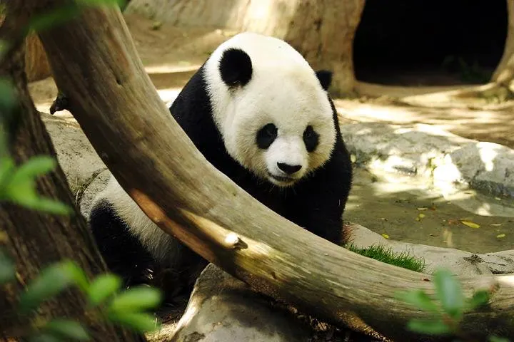 Giant panda resting with black and white fur markings