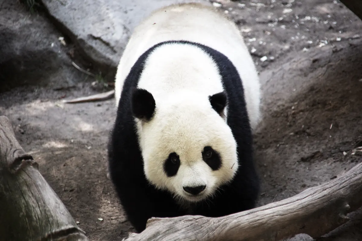 Full-body view of a giant panda walking toward the camera