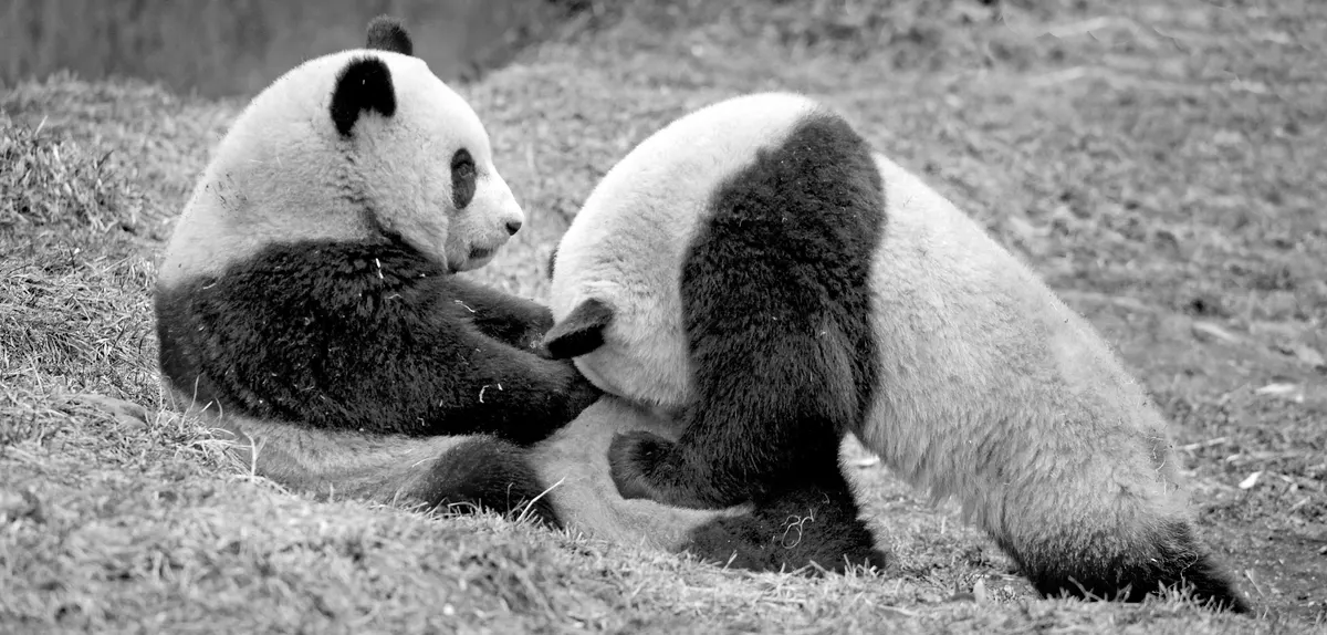 Giant pandas in mountain bamboo habitat at Wolong, Sichuan province, China