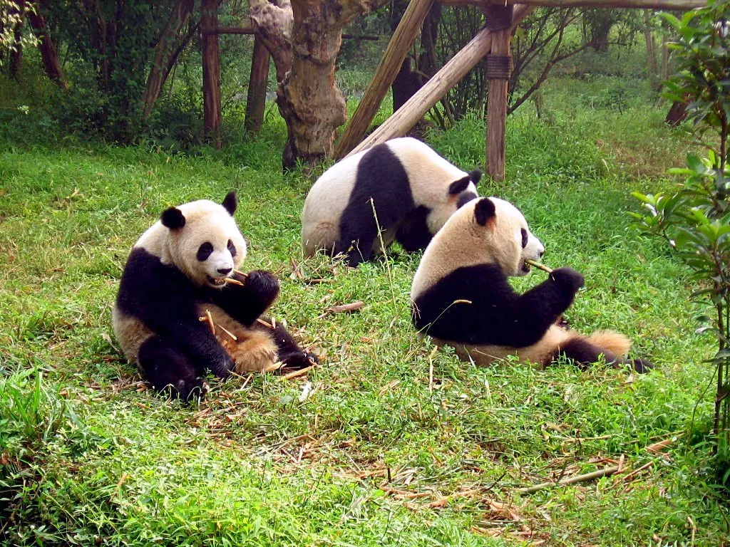 Full-body view of a giant panda showing its round shape and size