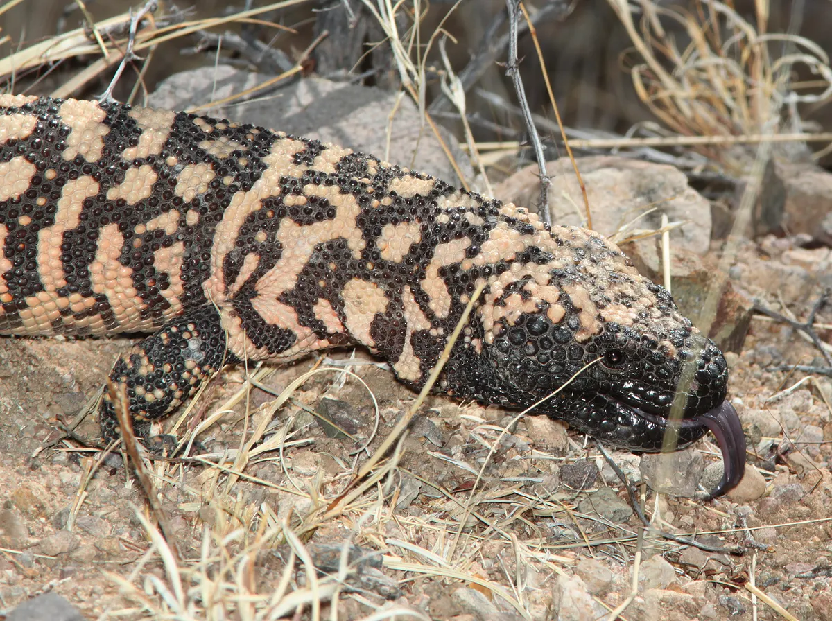 A detailed close-up showing the physical features of a Gila Monster