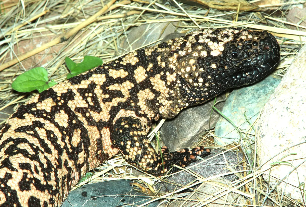 Gila Monster feeding