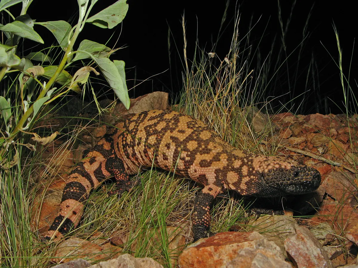 Reticulate Gila Monster