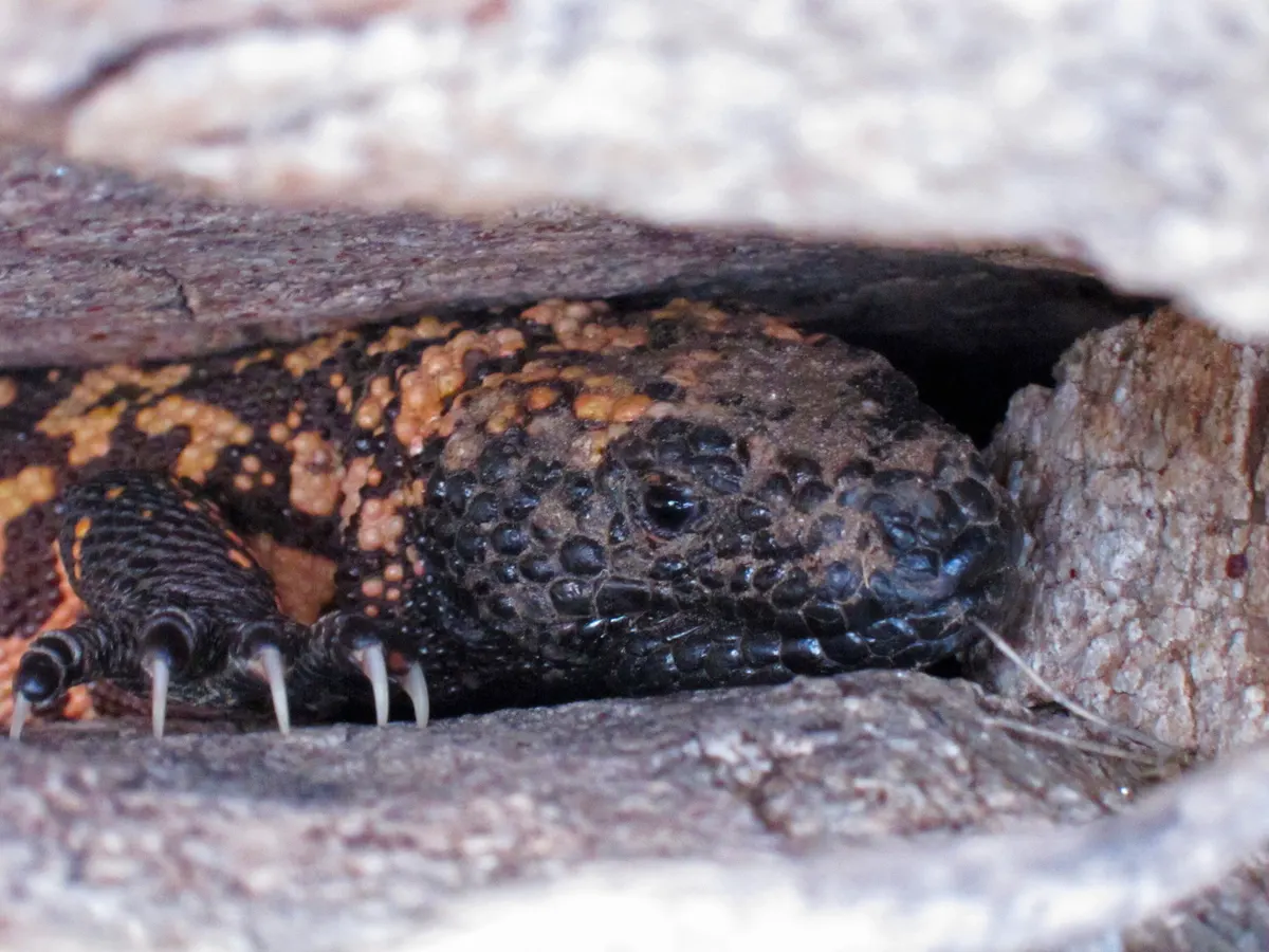 Heloderma suspectum head 2