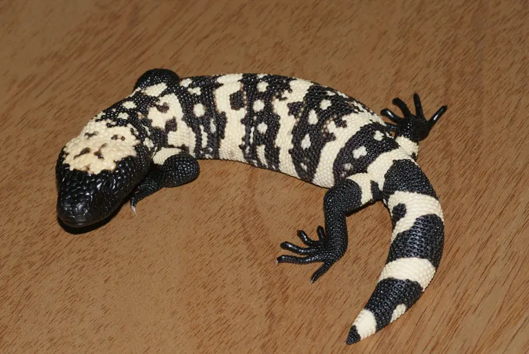 Heloderma suspectum 'suspectum' 2