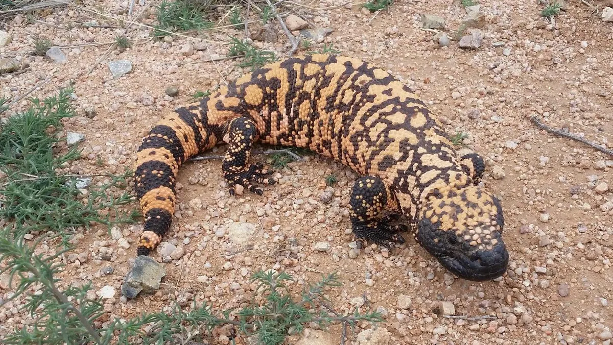 A Gila Monster finding or consuming food