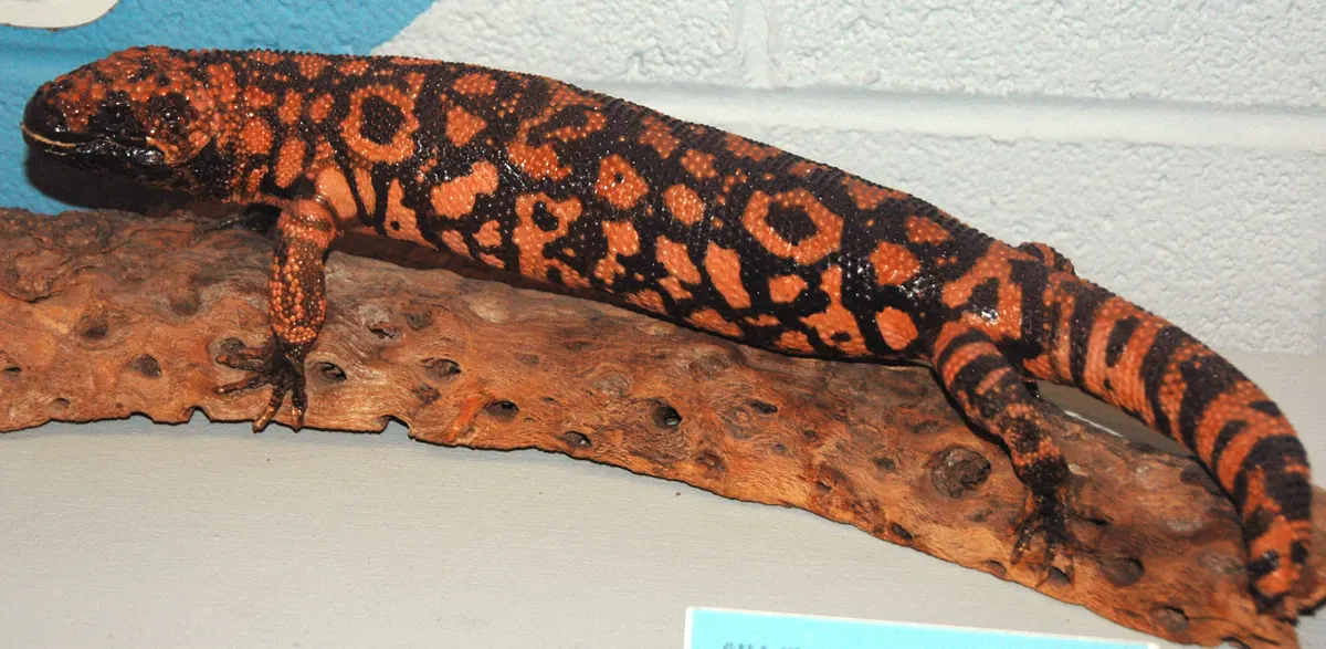 A group of Gila Monsters interacting with each other