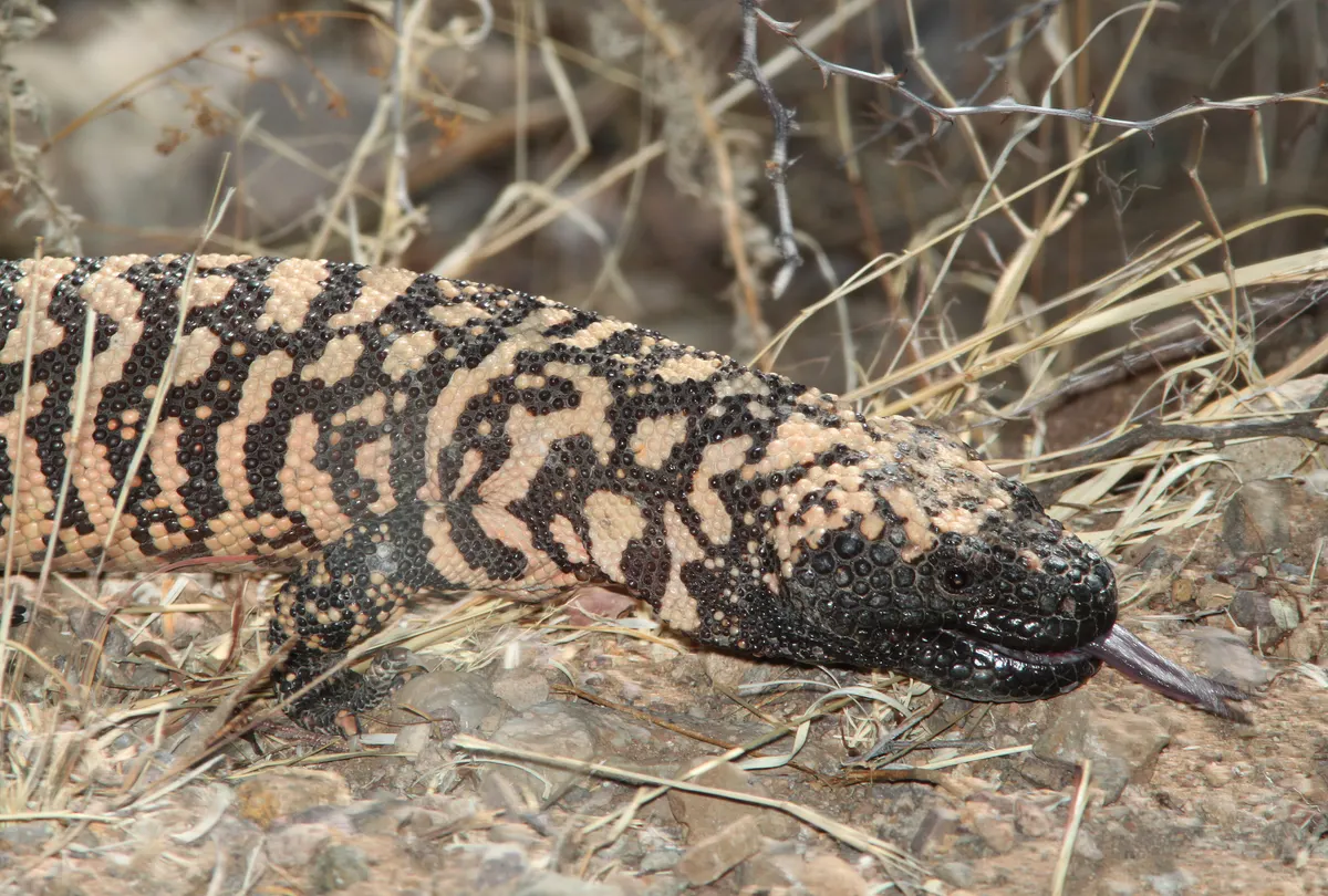 A Gila Monster showing a unique behavior or adaptation