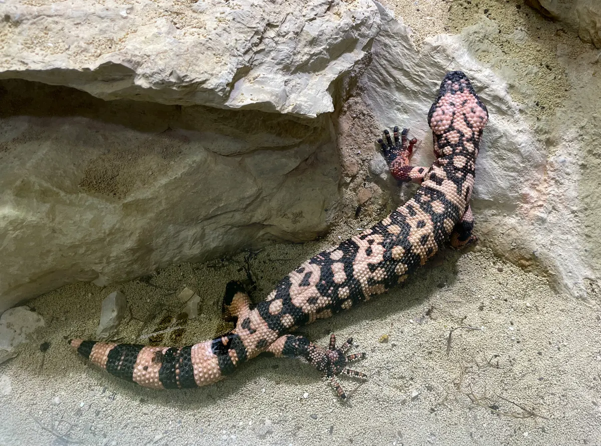 A Gila Monster navigating its natural environment