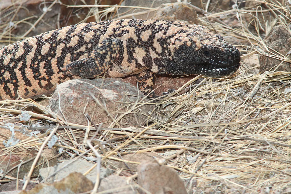 A Gila Monster traveling across its geographic range