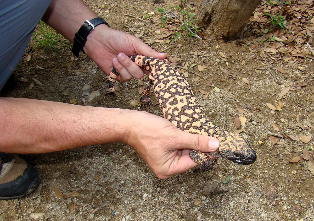 A photo showing the size of a Gila Monster