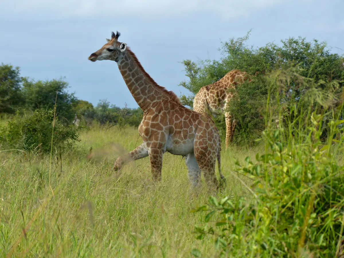 Giraffe calf standing beside its mother