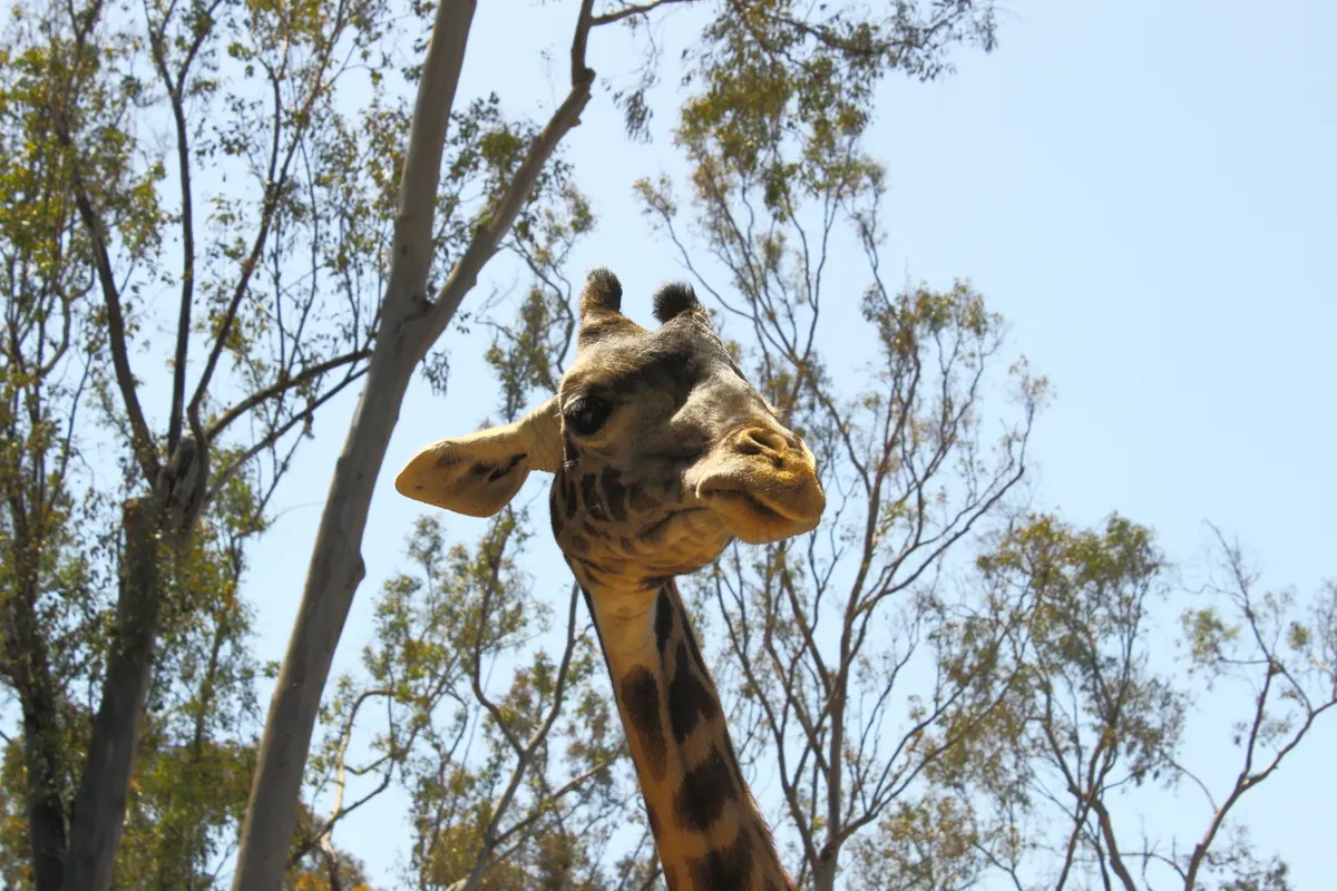 Close-up giraffe head with long eyelashes