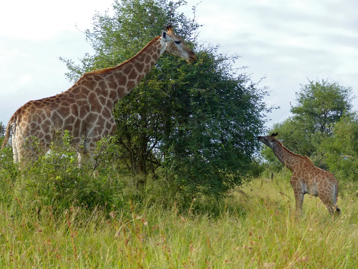 Young giraffe calf walking under the care of its mother