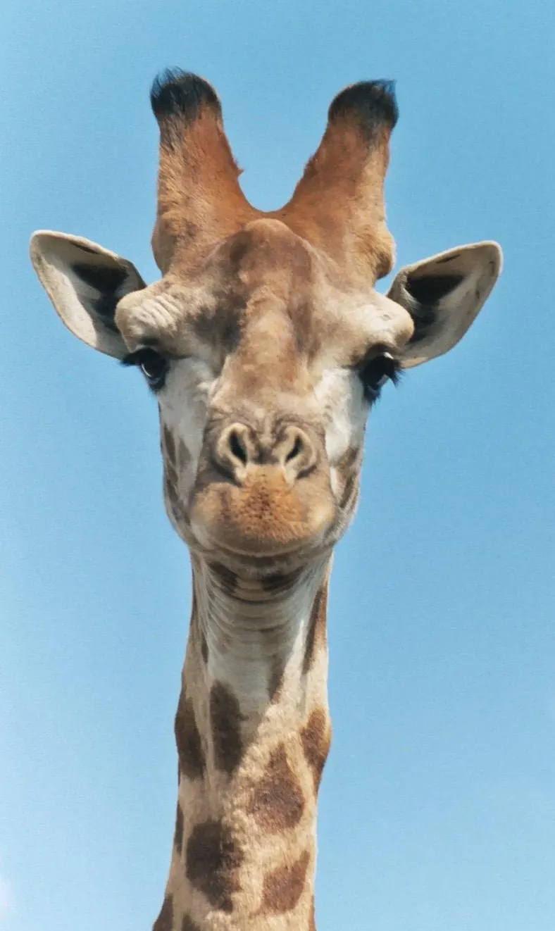 Giraffe face showing ears eyes and patterned fur
