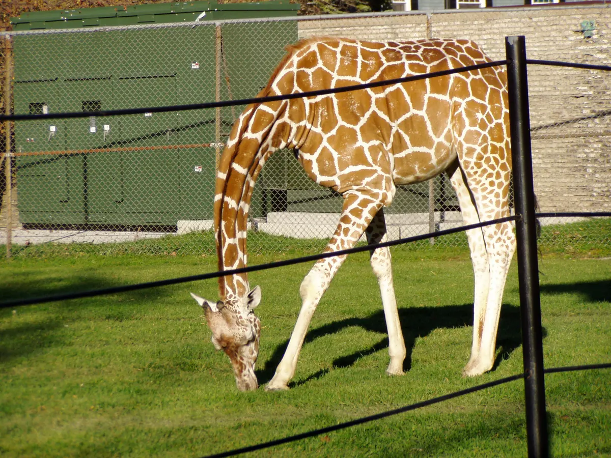 Wild reticulated giraffe stretching its long neck to feed on acacia leaves in Kenya