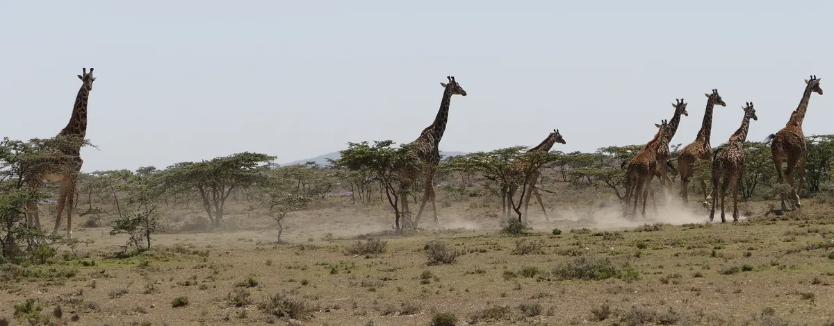 Small group of giraffes moving together across the plain